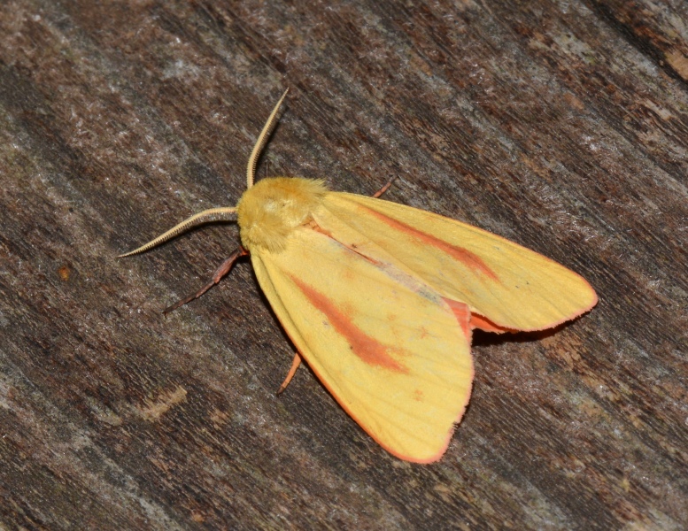 Diacrisia metelkana....  Rhyparioides (=Diacrisia) metelkana  - Erebidae